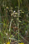 Slimleaf ticktrefoil